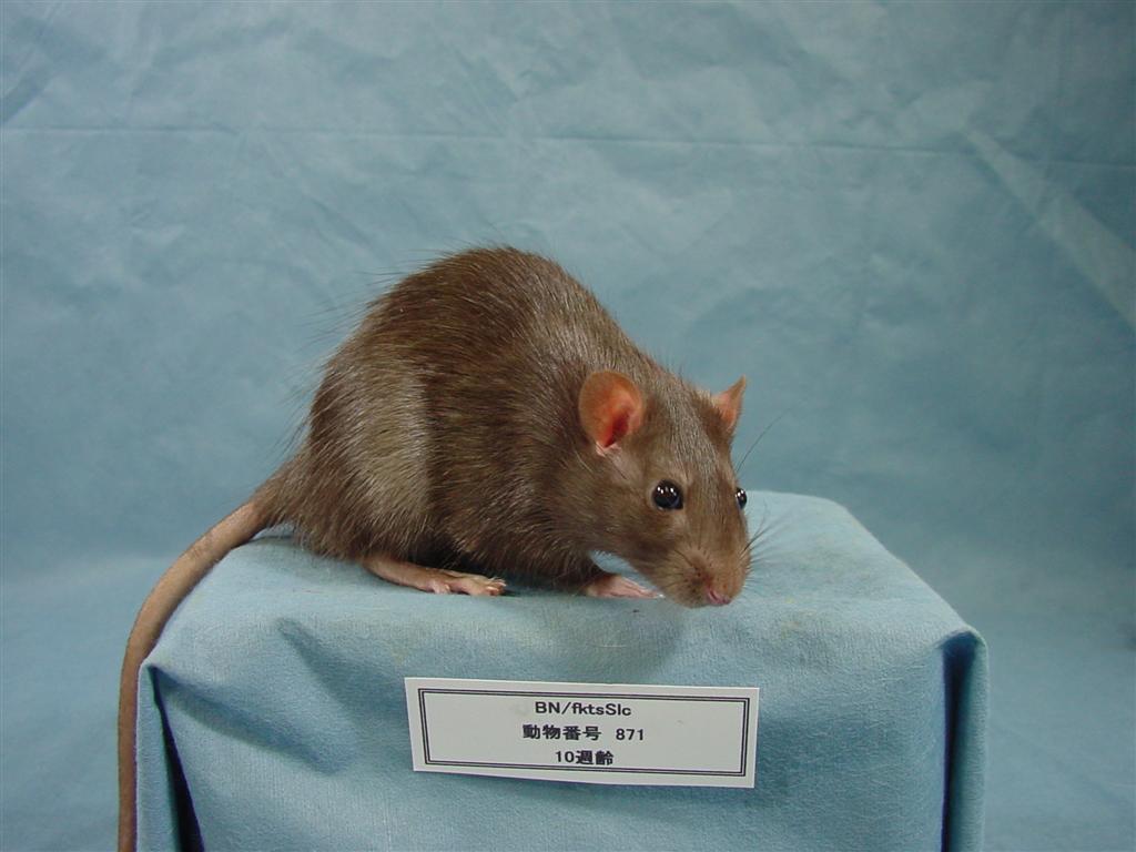 Rat Strains